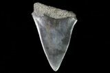 Fossil Mako Shark Tooth - Georgia #75237-1